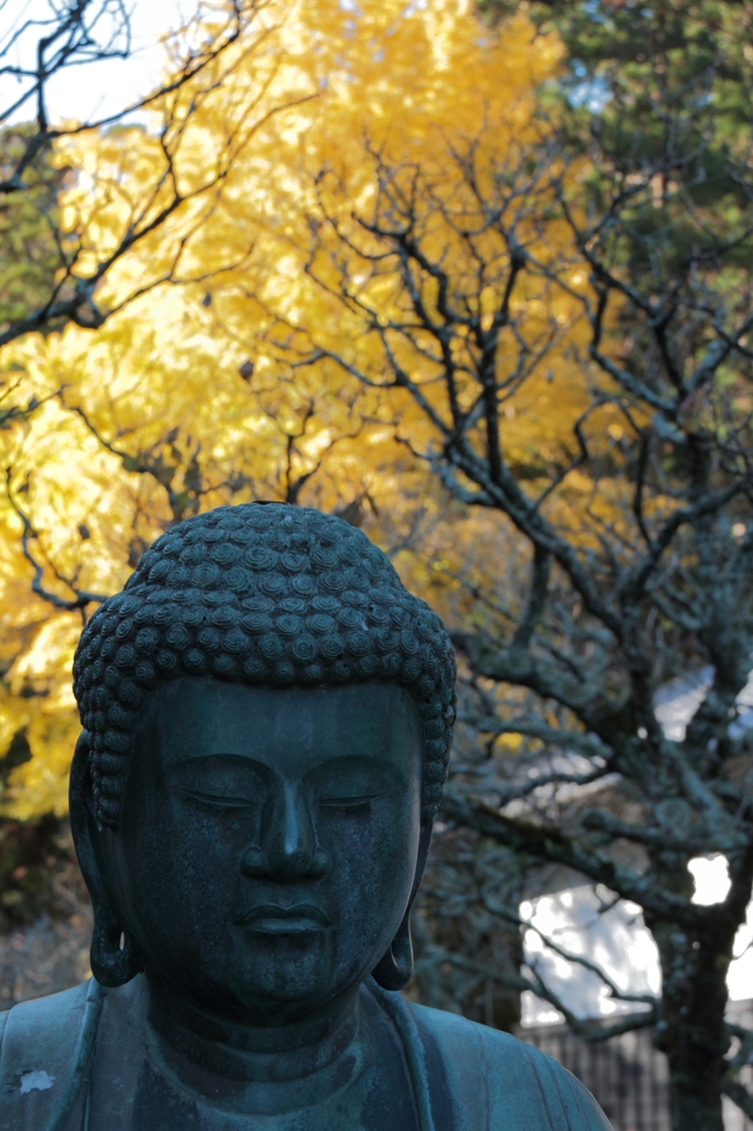 背後の黄葉