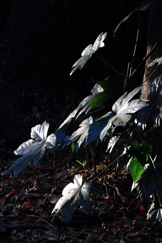 スポットライト