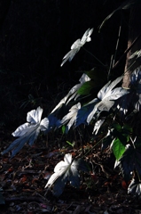 スポットライト