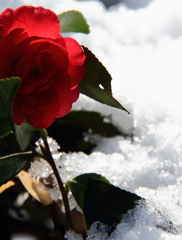 淡雪に照る