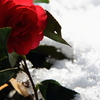 淡雪に照る