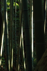 竹林の午後