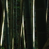 竹林の午後