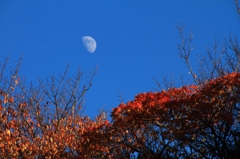 紅葉の月