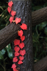 ツタえたい想い