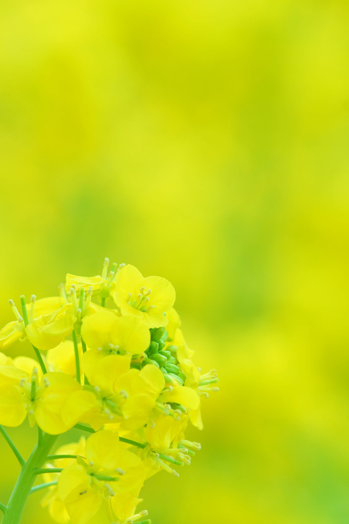 Lemon Color