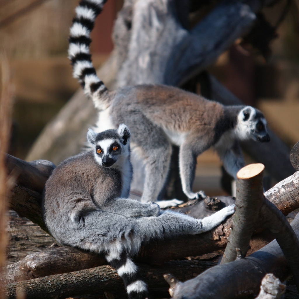 Lemur catta