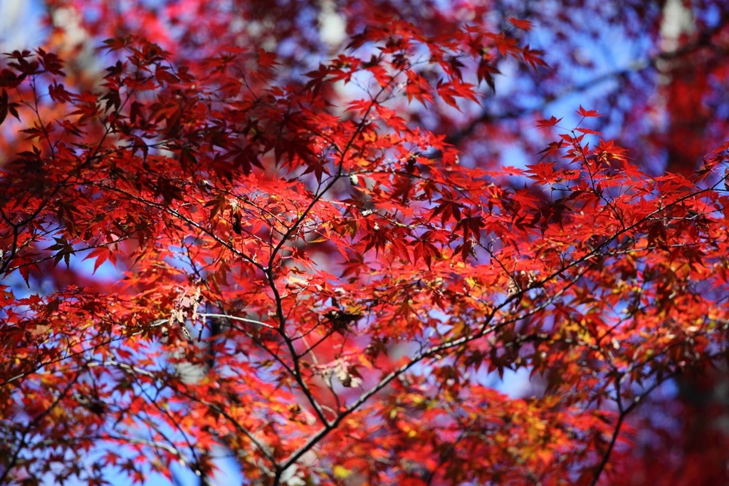 最後の紅葉
