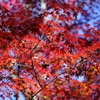 最後の紅葉