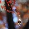 最後の紅葉