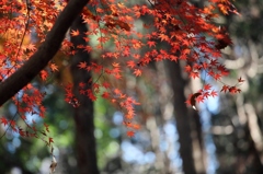 最後の紅葉