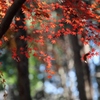 最後の紅葉