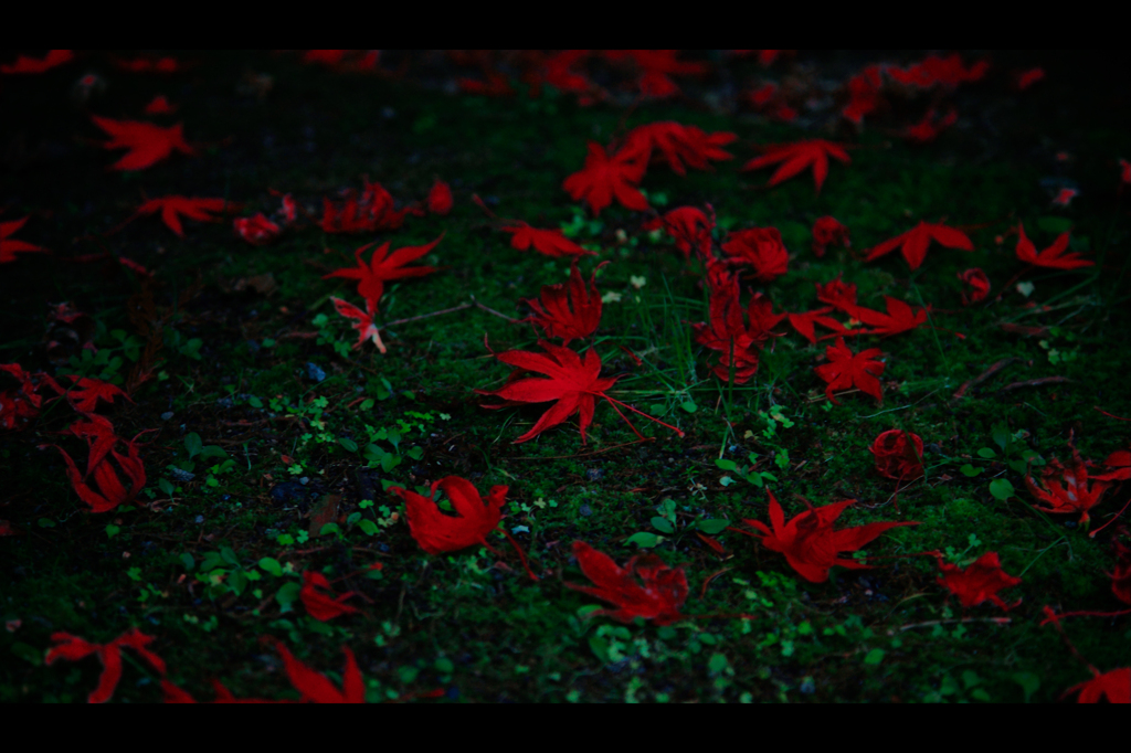 紅