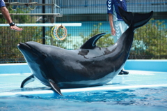 はい！ポーズ！