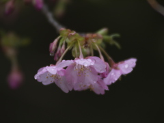 初日は雨