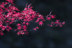 紅の刻