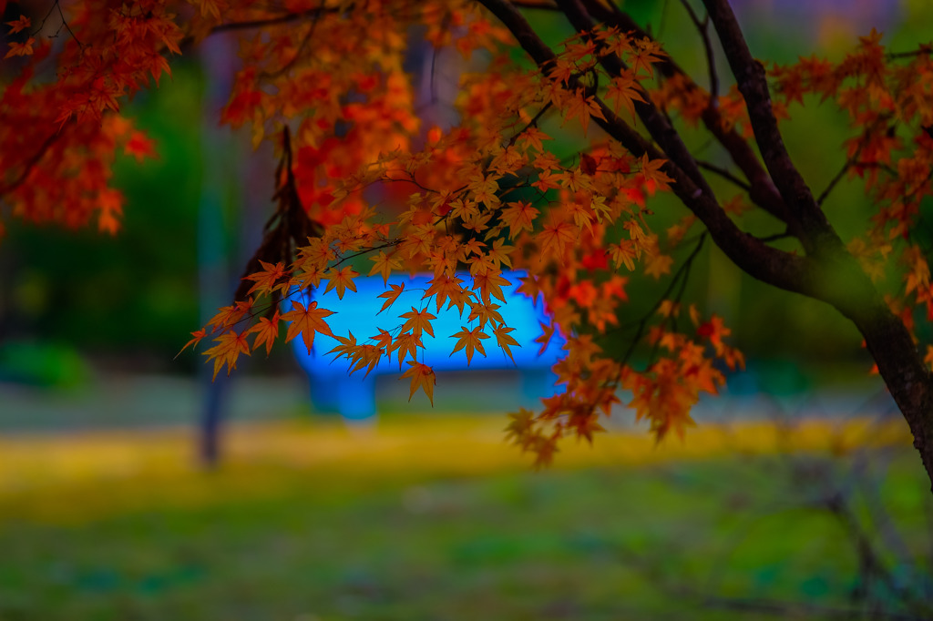 紅葉 
