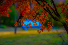 紅葉 