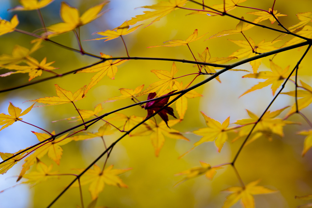2013京都 