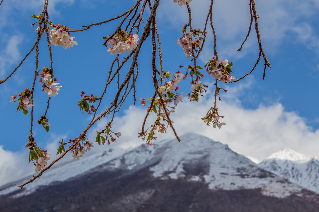 雪と桜