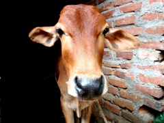 インドの牛