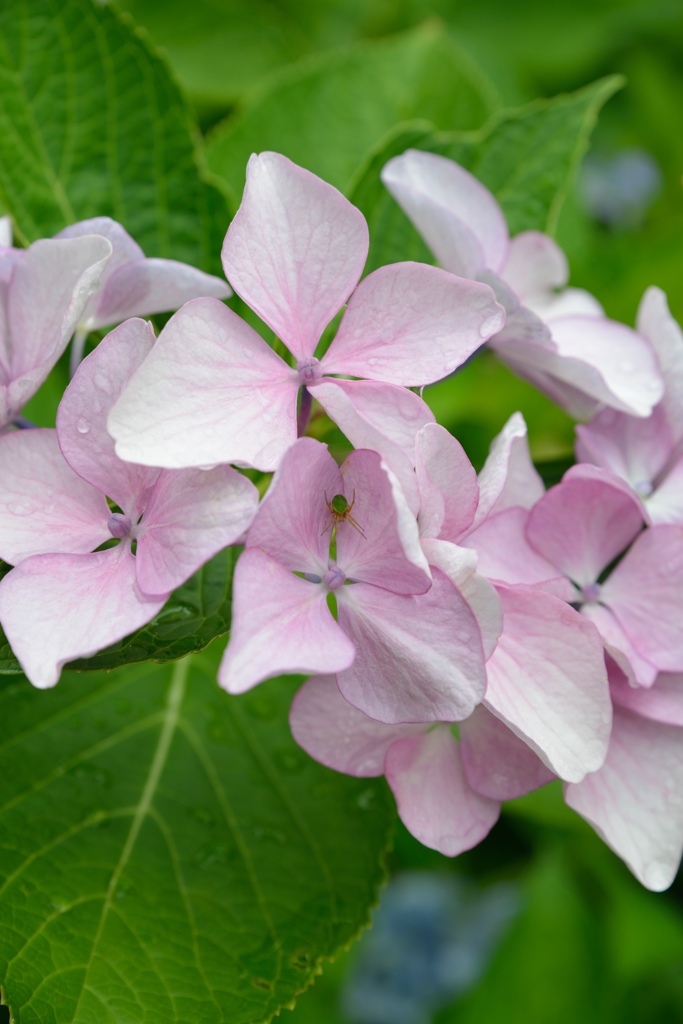 夏のお散歩　その８