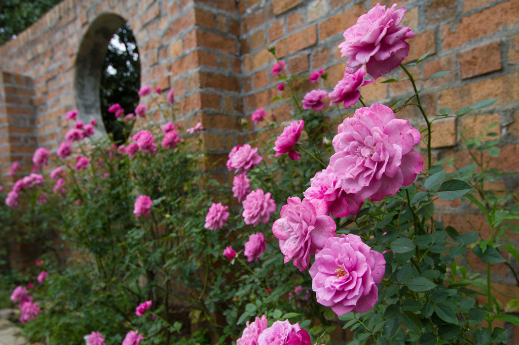 秋の薔薇