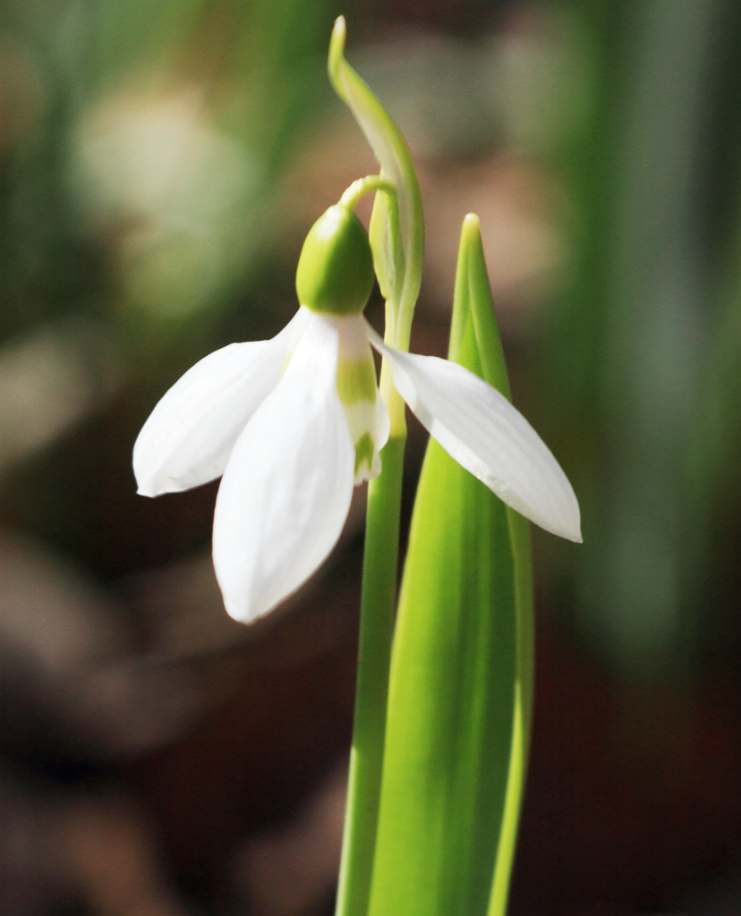 Flower22