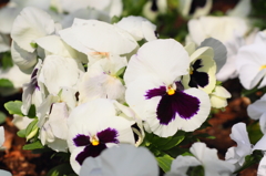Flower40