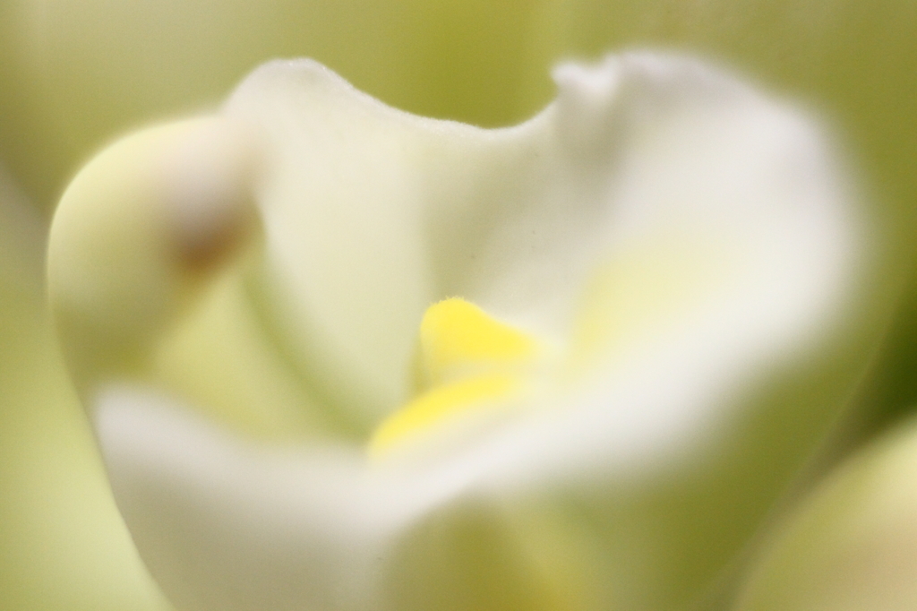 Flower31