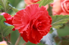 花便り（紅２）