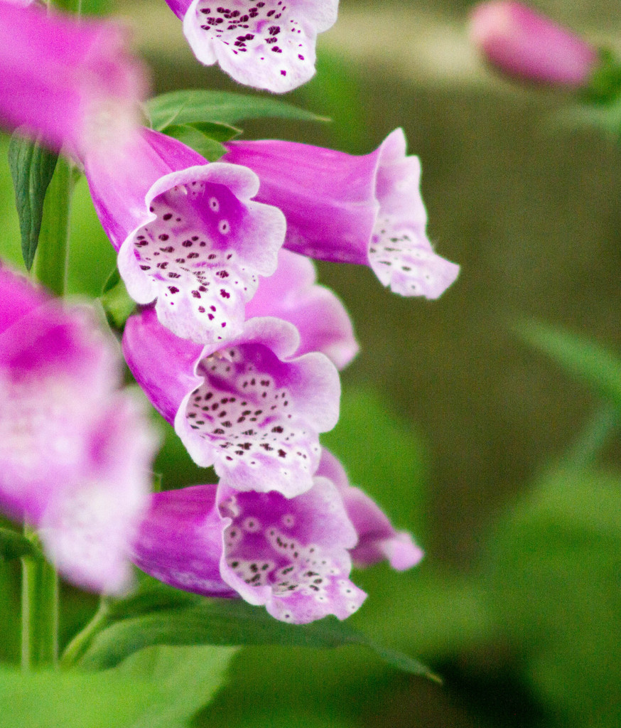 Flower93