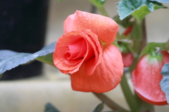 花便り（ピンク）