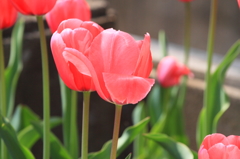 Flower41