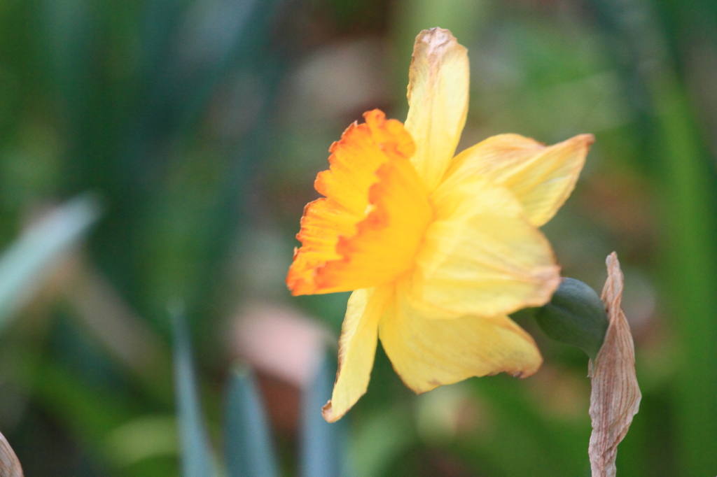 Flower38