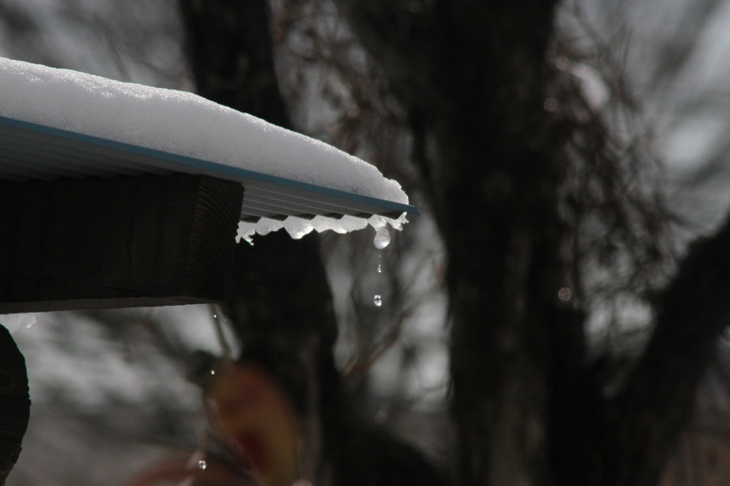 雪どけ