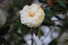 Flower44