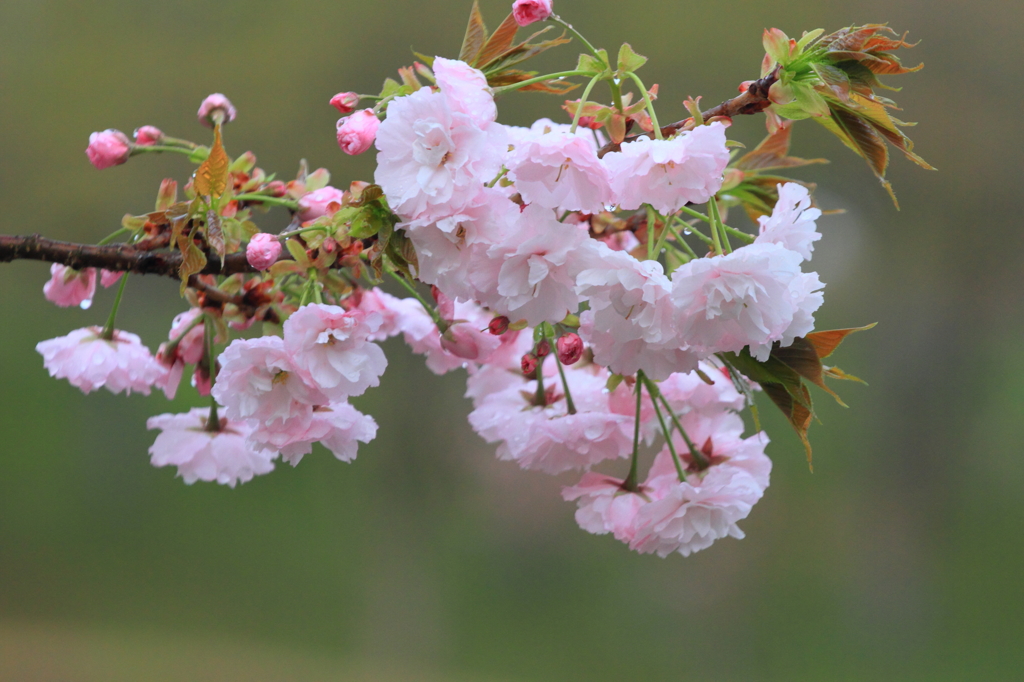 Flower46