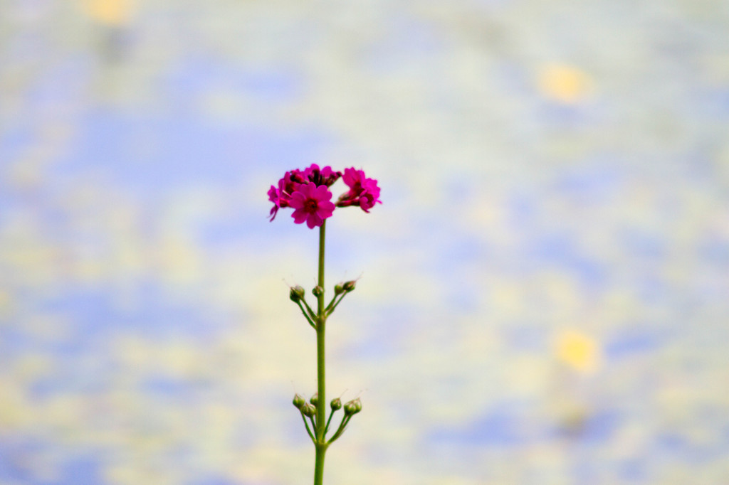 Flower91