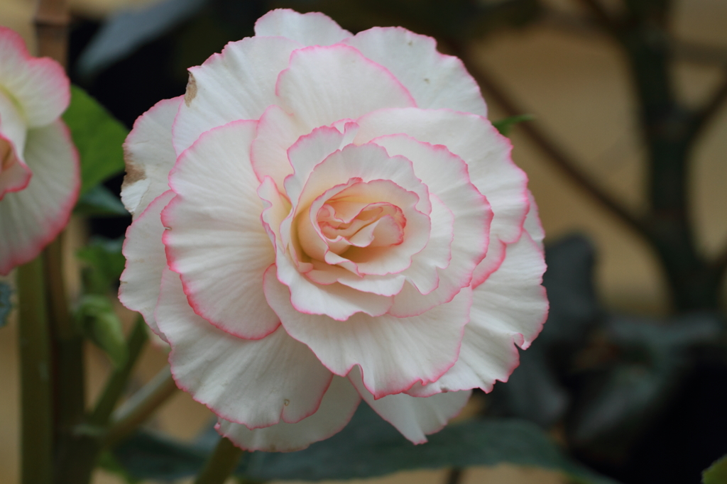 花便り（紅白２）
