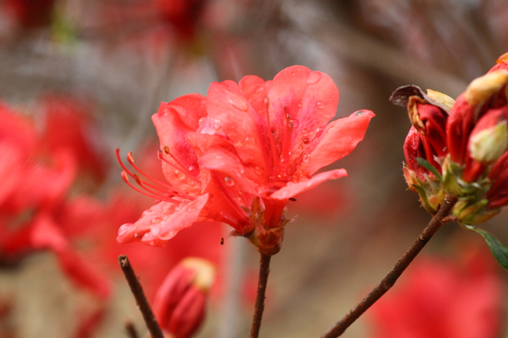 Flower45