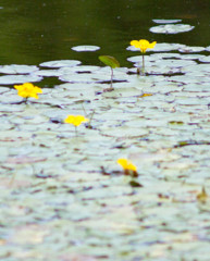 Flower90