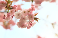 Flower47