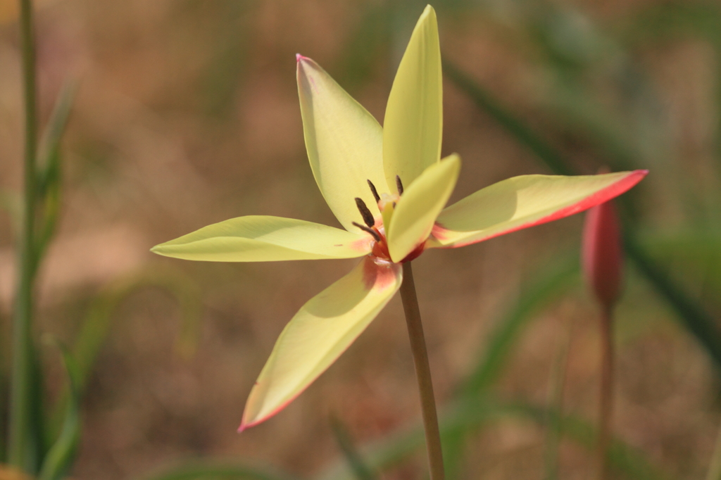 Flower39