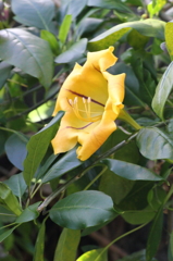 ウコンラッパバナ