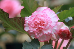 花便り（紅白）