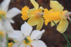 Flower51