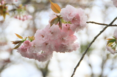 Flower50