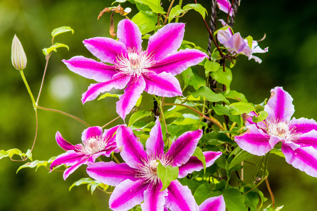 Flower92