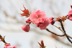 Flower48